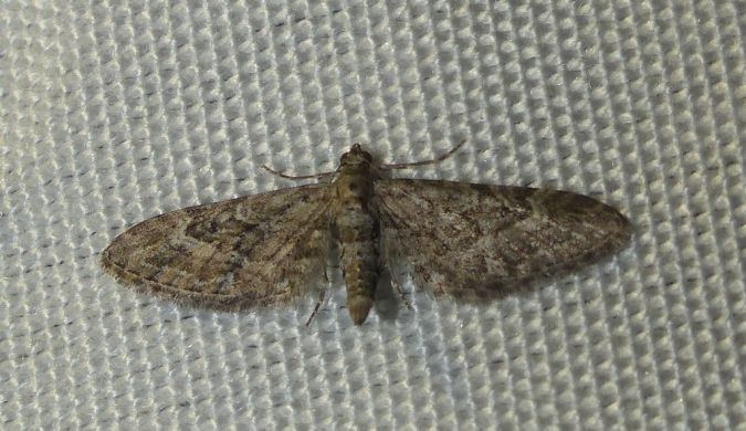 Eupithecia nanata 