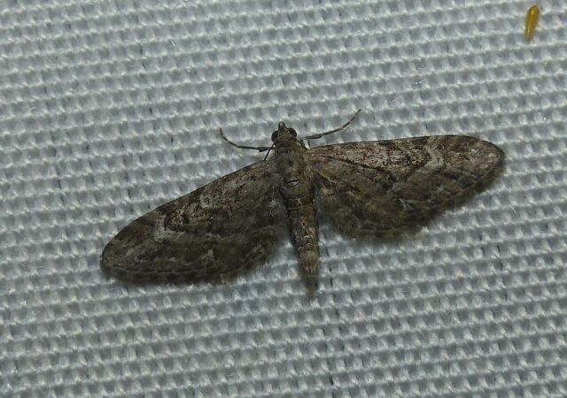 Eupithecia nanata 