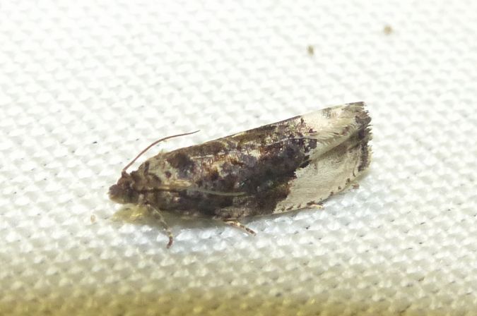 Hedya nubiferana 