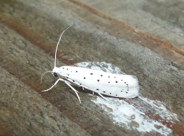 Yponomeuta cagnagella 