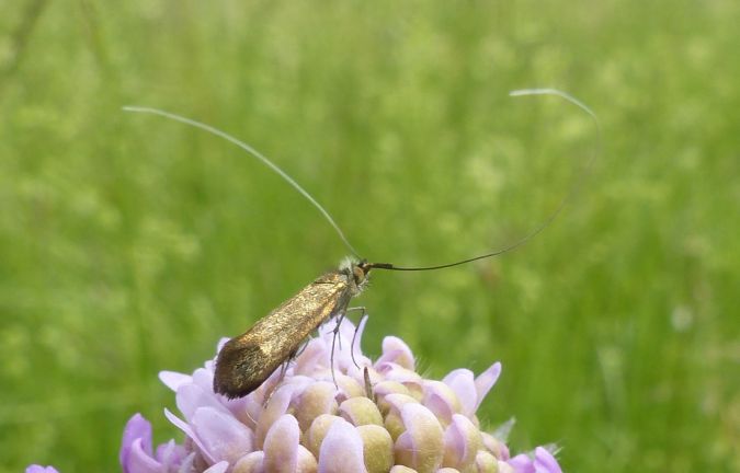 Nemophora metallica 