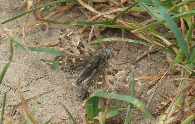 Hespérie de l'alcée (Grisette) 
