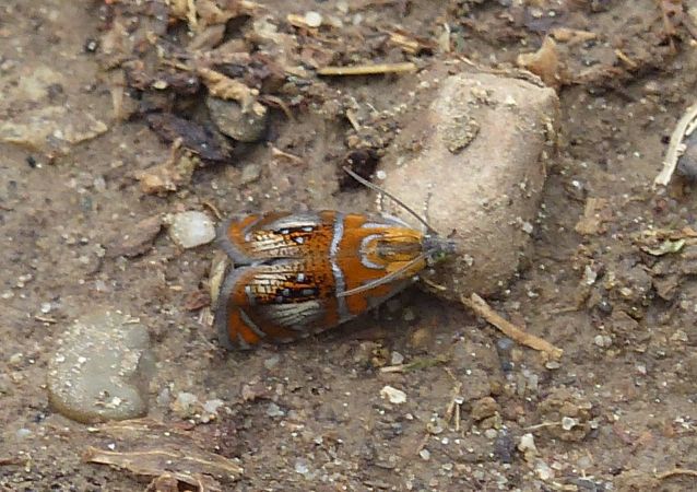 Olethreutes arcuella 