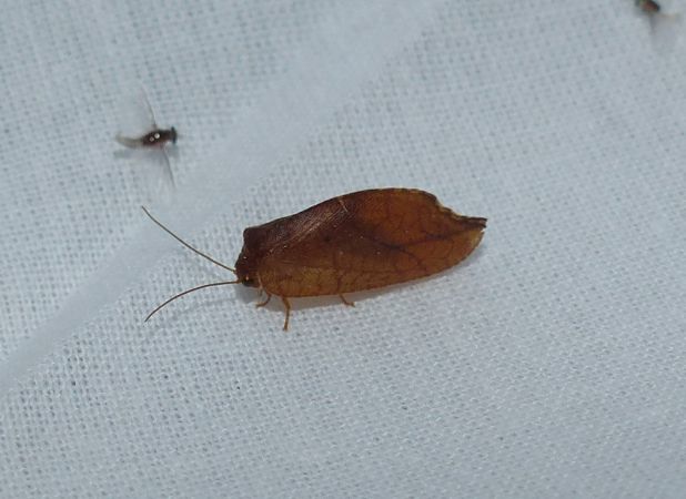Drepanepteryx phalaenoides 