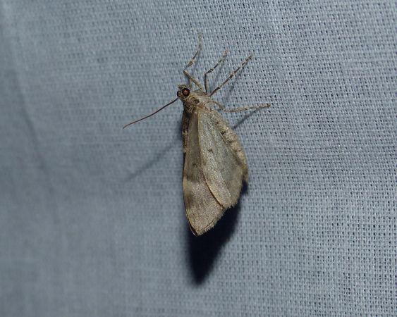 Chloroclysta siterata 