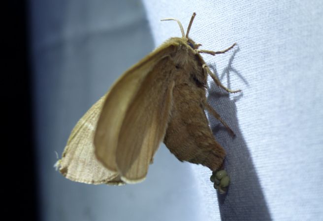 Bombyx de la Ronce 