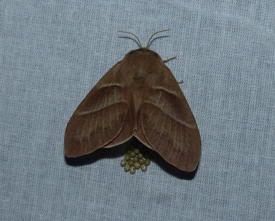 Bombyx de la Ronce 