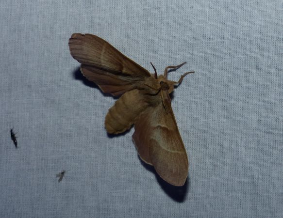 Bombyx de la Ronce 