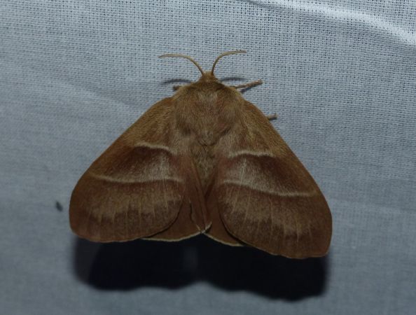 Bombyx de la Ronce 