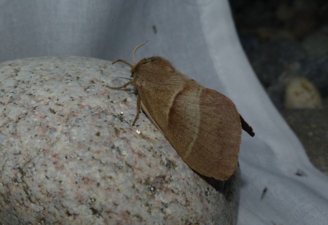 Bombyx de la Ronce 