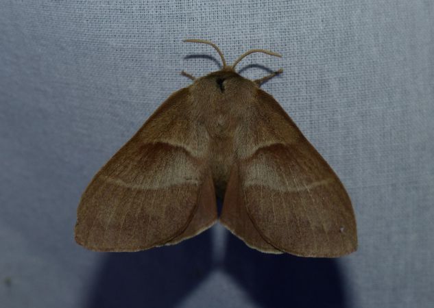 Bombyx de la Ronce 