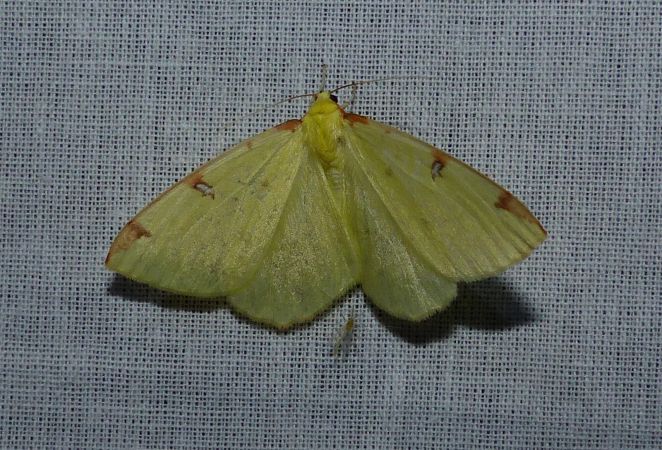 Citronelle rouillée 