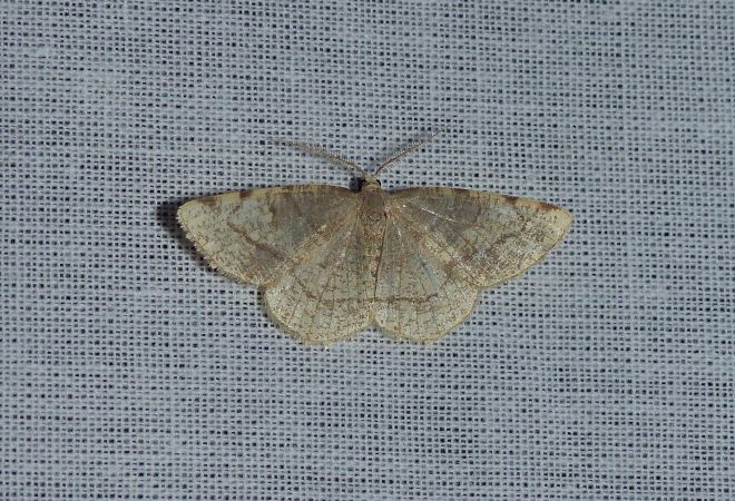 Stegania trimaculata 