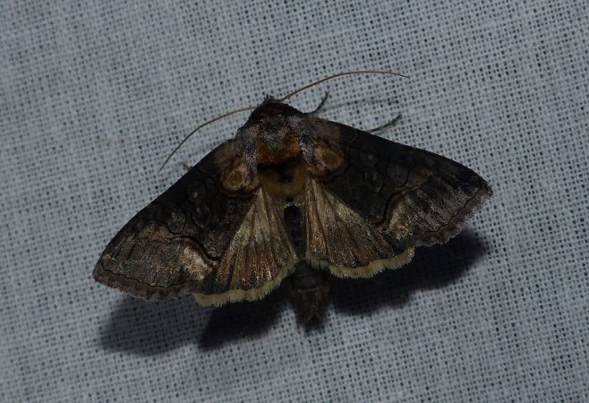 Abrostola asclepiadis 