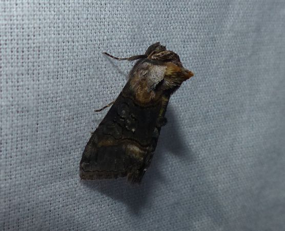 Abrostola asclepiadis 