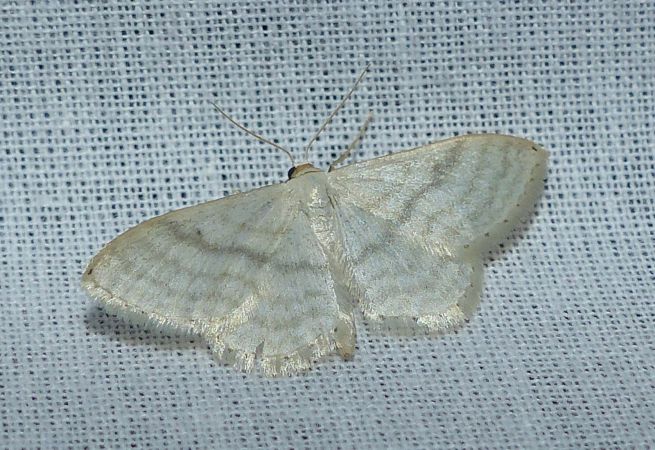 Idaea subsericeata 