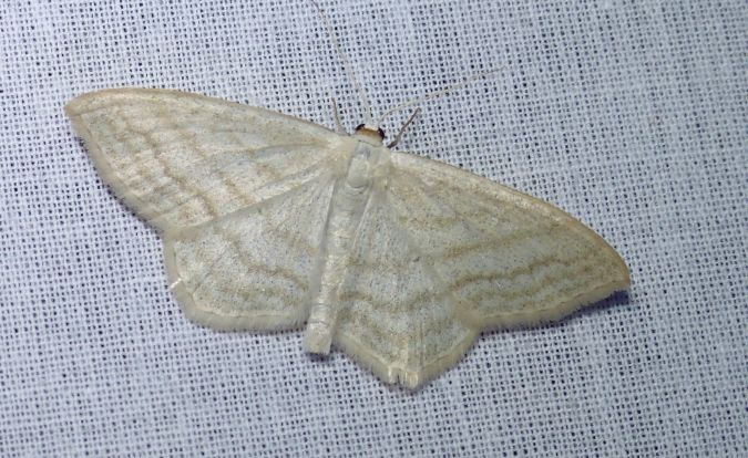 Scopula umbelaria 