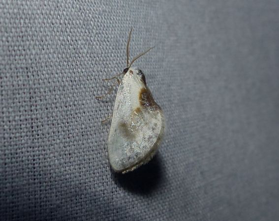 Petite Épine 