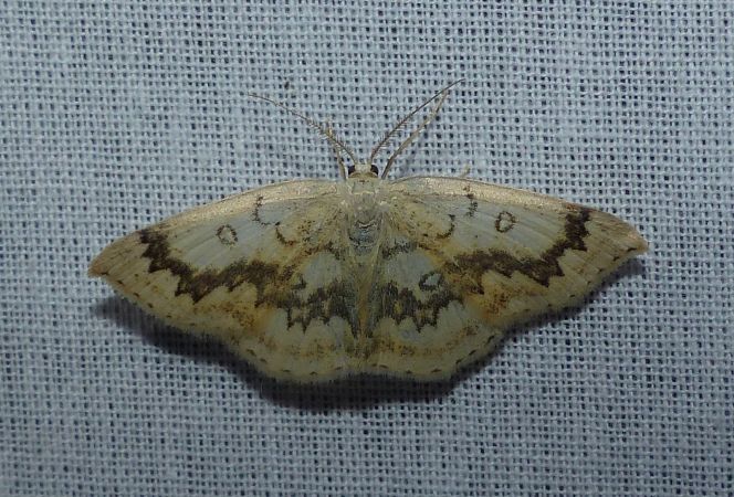 Cyclophora annularia 