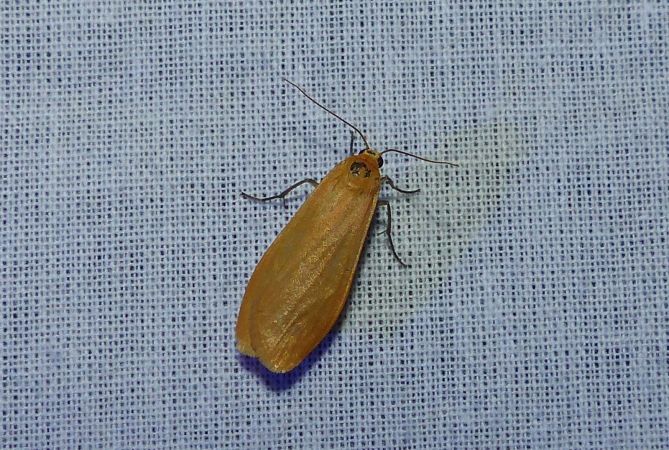 Eilema sororcula 