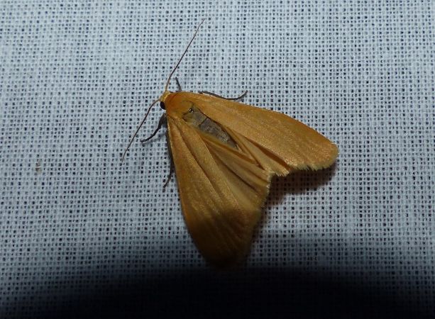 Eilema sororcula 