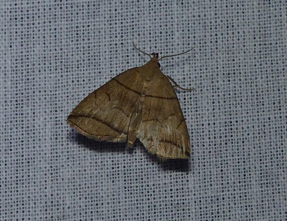 Herminia grisealis 