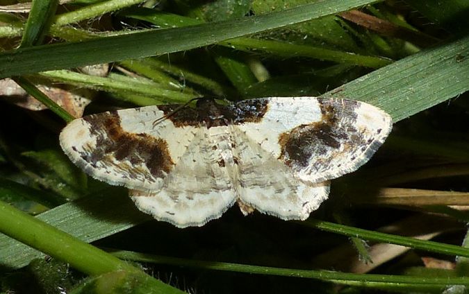 Phalène du fusain 