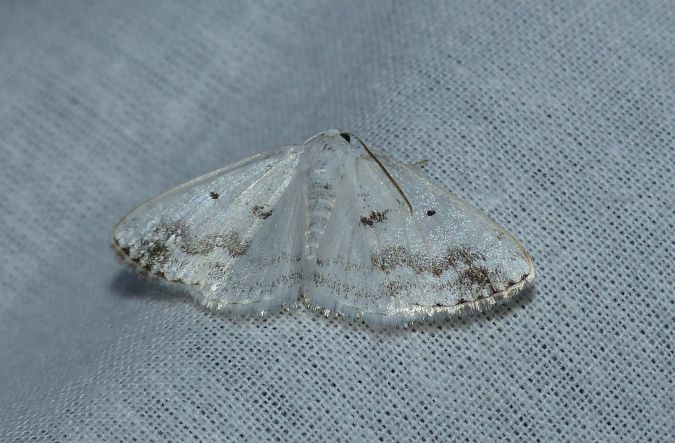 Lomographa temerata 
