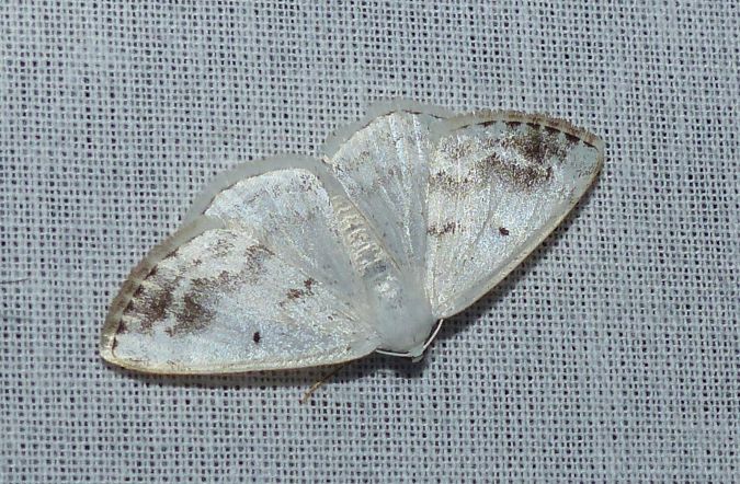 Lomographa temerata 