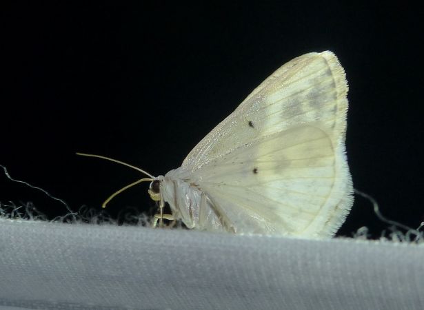 Lomographa temerata 