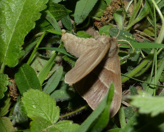 Bombyx de la Ronce 