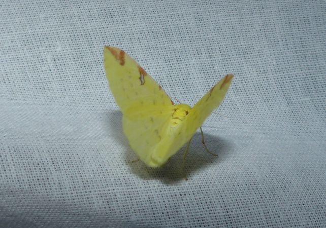 Citronelle rouillée 