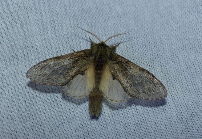 Timide 