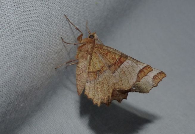 Selenia lunularia 
