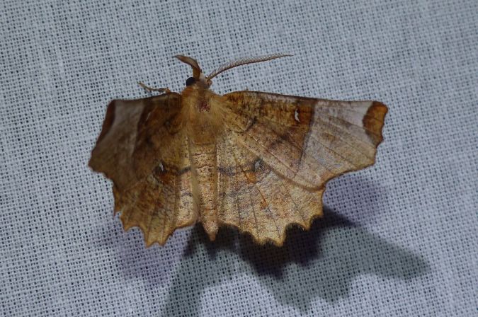 Selenia lunularia 
