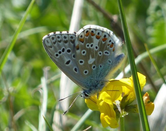 Azuré bleu céleste 
