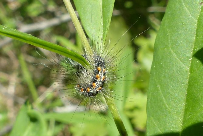 Lithosie quadrille 