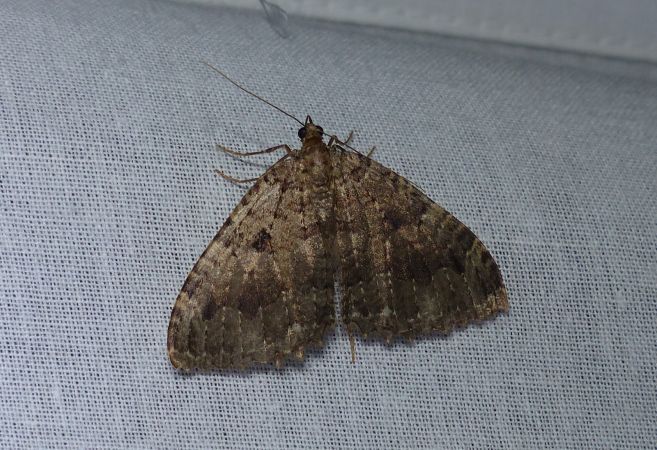 Triphosa dubitata 