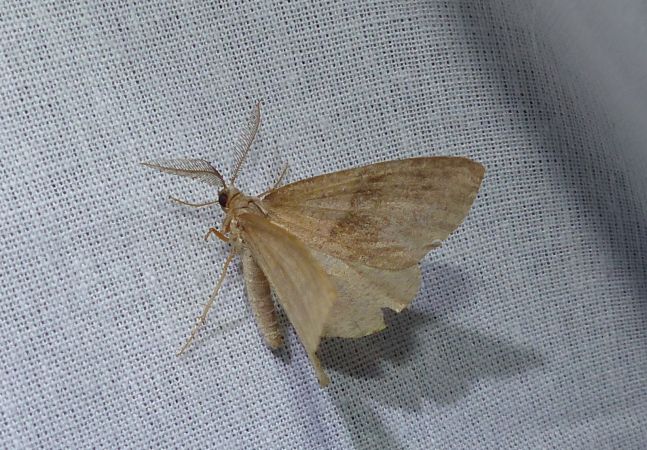Plagodis pulveraria 