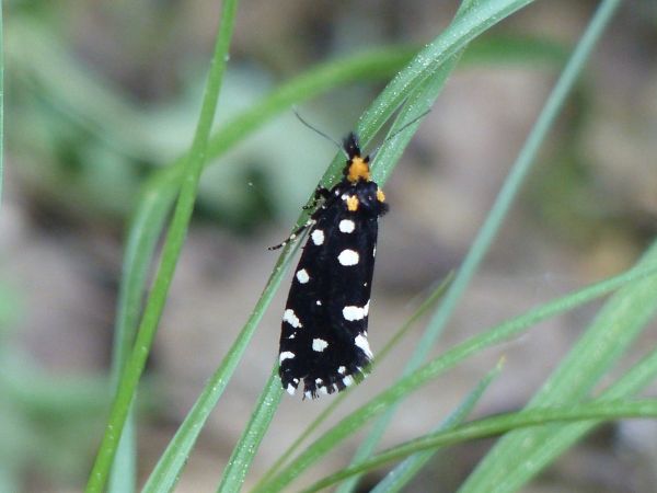 Euplocamus anthracinalis 