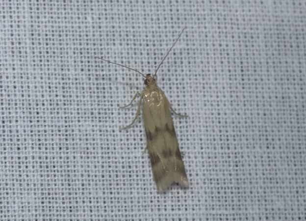Homoeosoma sinuella 