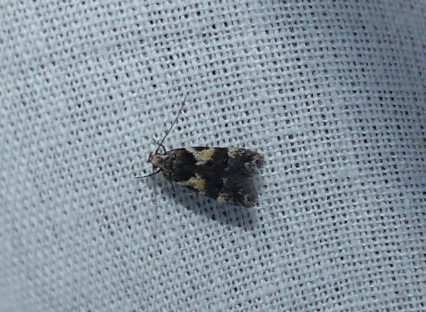 Teleiodes luculella 