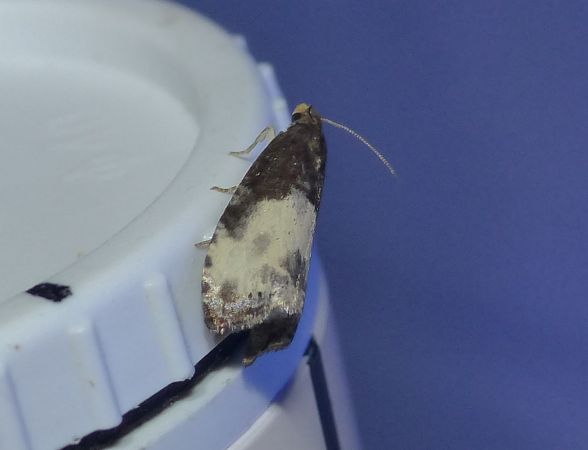 Notocelia cynosbatella 