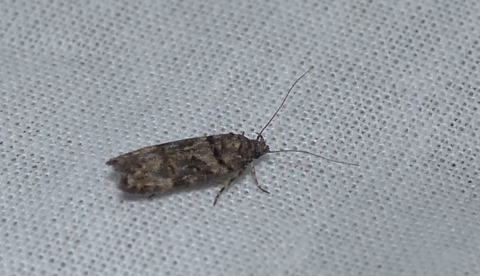 Teleiopsis diffinis 