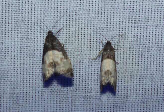 Notocelia cynosbatella 