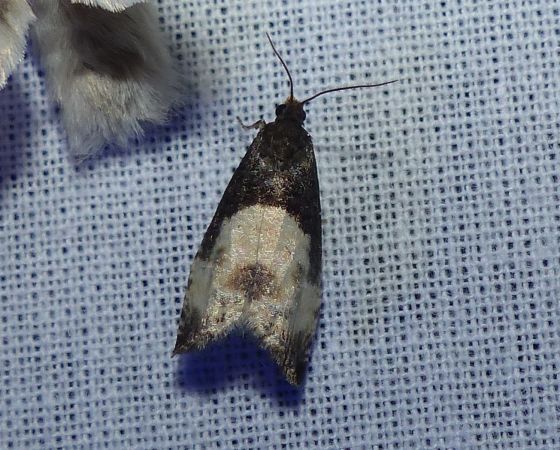 Notocelia cynosbatella 