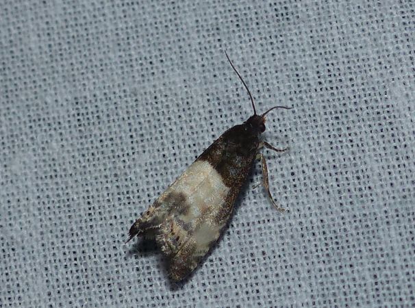 Notocelia cynosbatella 