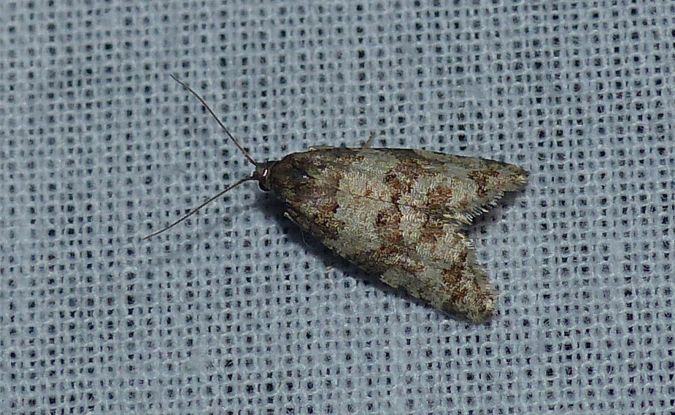 Isotrias rectifasciana 