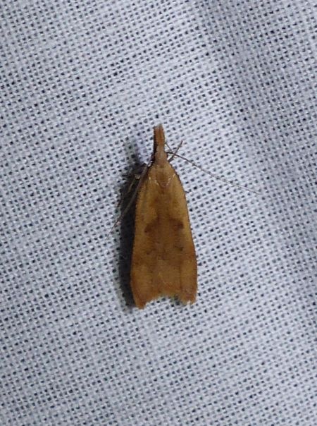 Dichomeris derasella 