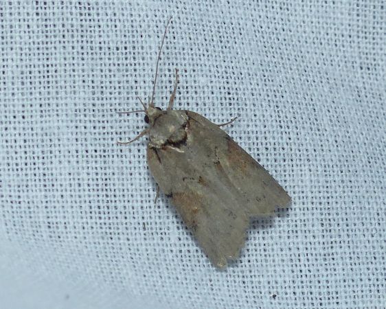 Nycteola revayana 